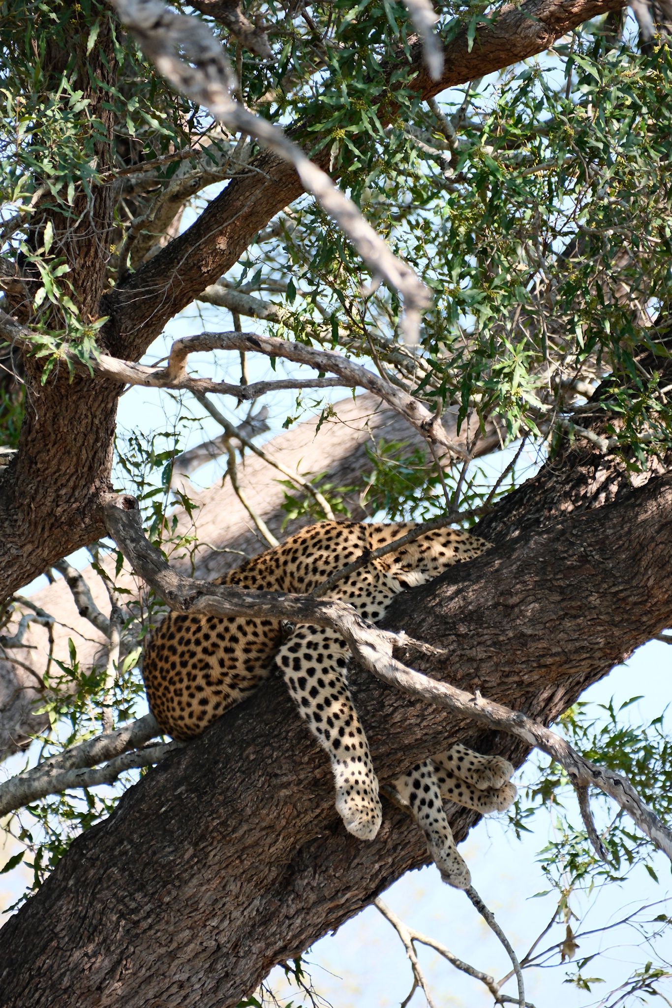 Leopard photographed during the South Africa trip